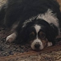 Rick (@rickstl9999) 's Twitter Profile Photo
