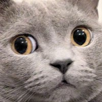 たぬを (@nekonotanukikun) 's Twitter Profile Photo たぬを (@nekonotanukikun) 's Twitter Profile Photo