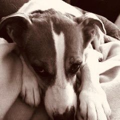 SandyS73791's profile picture. X is just a propaganda tool for a thieving junkie Nazi stealing from us all.