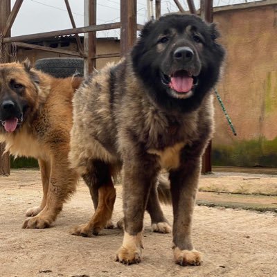 zubbypets's profile picture. deal on all kind of pets and accessories