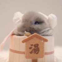 💕₍ᐢ.ˬ.⑅ᐢ₎ (@zlsyzsdclwy) 's Twitter Profile Photo 💕₍ᐢ.ˬ.⑅ᐢ₎ (@zlsyzsdclwy) 's Twitter Profile Photo