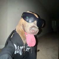 faxx (@faxx_sh) 's Twitter Profile