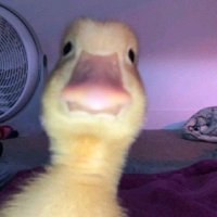 bebek goreng, (@rpseeun) 's Twitter Profile Photo