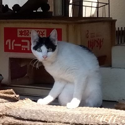 妻とボードゲームを愛す、秋田県内灯油配送の親父です。よろしくお願いします。
不定期更新、暇な時につぶやきます。
(返事等が大幅に遅れる事ご了承ください。あと掲載するスマホ写真、発信等については著作権フリーですのでご自由にどうぞ。暴言や性的表現等の酷いコメ等についてはブロックやミュート等、リスト等も同じく削除します。)