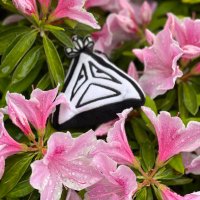 Js小球 (@raymondchun) Twitter profile photo