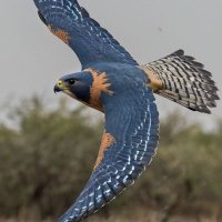 syed saif (@syedsaif3459) 's Twitter Profile