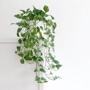 @relaxintuit (@relaxintuit) 's Twitter Profile