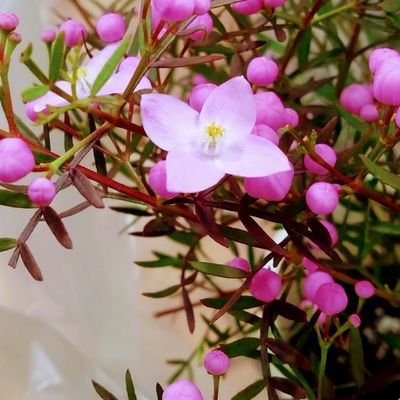 yamawarau4's profile picture. なるべく体に安全な自然なもので体調管理しています。🍀✨🍀美しく地球が生まれ変わることを望みます🌏地球は変わります。