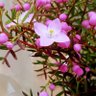 yamawarau4's profile picture. なるべく体に安全な自然なもので体調管理しています。🍀✨🍀美しく地球が生まれ変わることを望みます🌏地球は変わります。