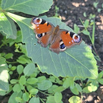 SallyMBest's profile picture. 