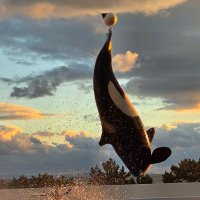 YASU (@orca_m3) 's Twitter Profile