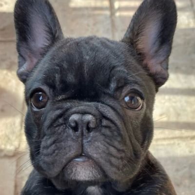 glukovic24's profile picture. 