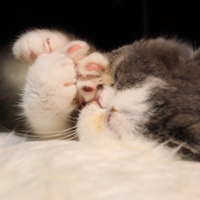 VOIR_chan's profile picture. RESERのVOIR（ボー）です✨RESERのスタッフとお客様への癒しを専業（専務）としたボーちゃんの日常垢。店舗常勤なので爬虫類を探すついでにでも逢いに来てね🫶