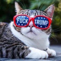Gracie St. Ives 🪦 R.I.P America 🪦 (@roguecats7) 's Twitter Profile