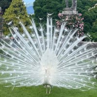 七海 (@mabanyasama) 's Twitter Profile Photo