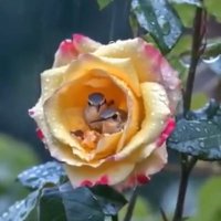 DebsC (@begoniatulip) 's Twitter Profile