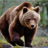 🇺🇲🗻⛴️Kodiak Bear⛴️🗻🇺🇸 (@alaskanar15) 's Twitter Profile