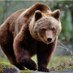 🇺🇲🗻⛴️Kodiak Bear⛴️🗻🇺🇸 (@alaskanar15) Twitter profile photo 🇺🇲🗻⛴️Kodiak Bear⛴️🗻🇺🇸 (@alaskanar15) Twitter profile photo