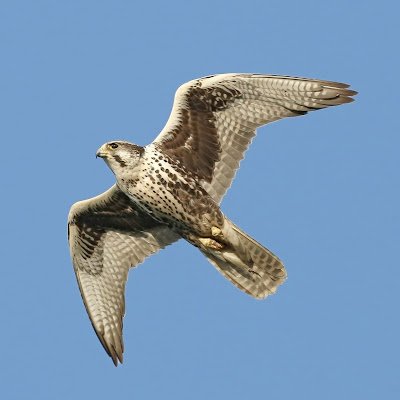 LimitlessFalcon's profile picture. 
