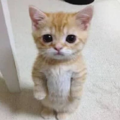 otakuubestiee's profile picture. Meow or Never