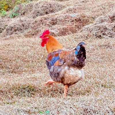 ClaudeTheBee's profile picture. 
