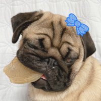 pugnopepe (@pugnopepechan) 's Twitter Profile Photo pugnopepe (@pugnopepechan) 's Twitter Profile Photo