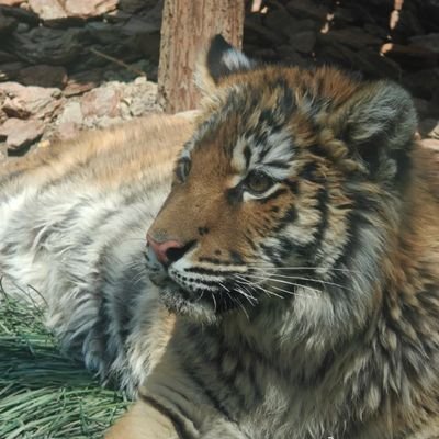 50Boiled_tomato's profile picture. 