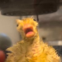 ладно, не сдохну (@potatoandliver) 's Twitter Profile Photo