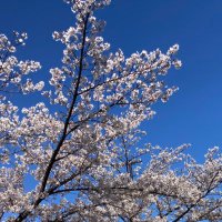 しら (@shr_lev) 's Twitter Profile