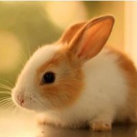 Sri🎀🎀 (@rabbitpaglu) 's Twitter Profile