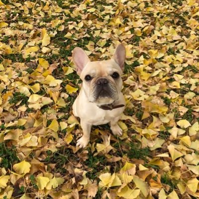 1958Atami's profile picture. 新しい地図から声を上げて推し活動を積極的にしようと思っています、、、   神戸、京都等               1人で活動してましたが皆さんと一緒に応援したいです📣