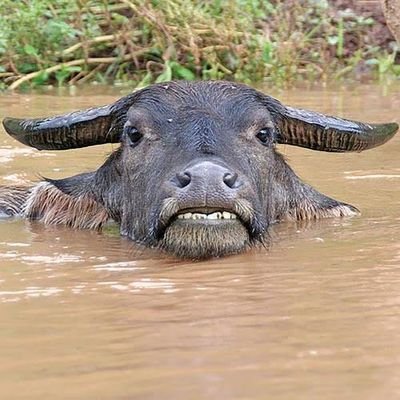 Bambuuuz's profile picture. 😋😋😋