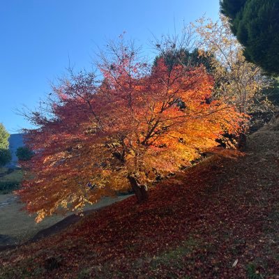 sztdyrsw's profile picture. 育児も仕事もぼちぼち頑張るぞ