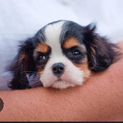 sin2_lele's profile picture. シンママ歴5年のアラサー🐶書類偽造の離婚届勝手に出されました。認知🙆‍♀️養育費🙅‍♀️面会🙅‍♀️ 養育費調停したが支払い停止。差し押さえに動かなきゃ行けない。娘と2人暮らししてます。常に貧困😇❀PayPay乞食→sin2_lele💸💰くださぁい😇笑