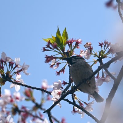 ー（いち）さんのプロフィール画像
