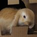 Sleepi Bunny Butt (@sleepibunnybutt) Twitter profile photo Sleepi Bunny Butt (@sleepibunnybutt) Twitter profile photo