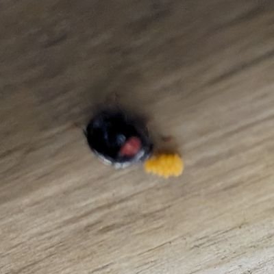 小社さんのプロフィール画像