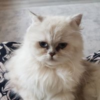 ilknur (@ilknryldz54) Twitter profile photo