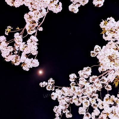 春笋さんのプロフィール画像