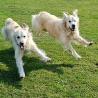 Furzey & Thor⚡ (@furzeyretriever) 's Twitter Profile Photo Furzey & Thor⚡ (@furzeyretriever) 's Twitter Profile Photo