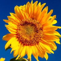 美しい鳥 (@rnnh98) 's Twitter Profile