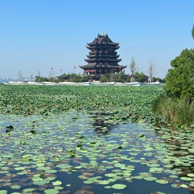 ShZheng111's profile picture. 