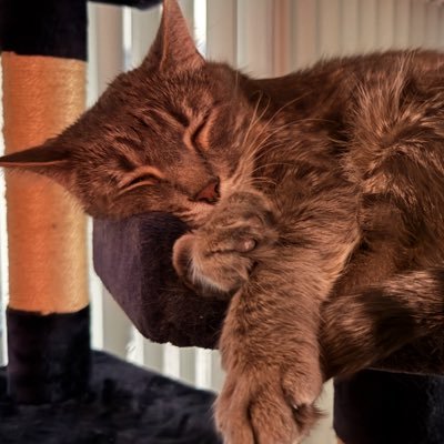 Scott_TD82's profile picture. Love cats and other stuff. Profile pic is my tabby named Link. 🏳️‍🌈