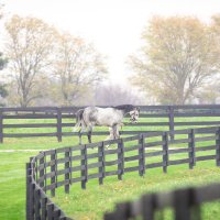 sdhorserace (@sdhorserace) 's Twitter Profile Photo sdhorserace (@sdhorserace) 's Twitter Profile Photo