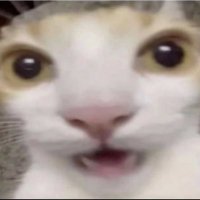 Pipi (@pipieow) 's Twitter Profile