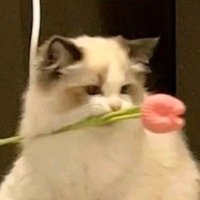 ♡ ฟาราฟาฟ้า 🍒 (@fah_jir) 's Twitter Profile Photo ♡ ฟาราฟาฟ้า 🍒 (@fah_jir) 's Twitter Profile Photo