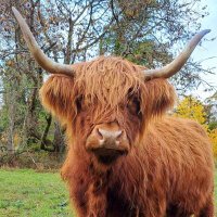 highlander (@rlevenpheasant1) 's Twitter Profile