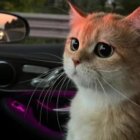 nataly (@nataaaabicho) 's Twitter Profile