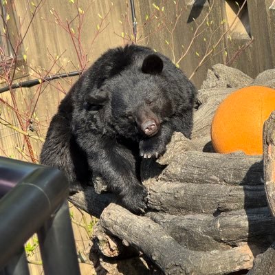 CgFgw's profile picture. クラクラ CODメイン