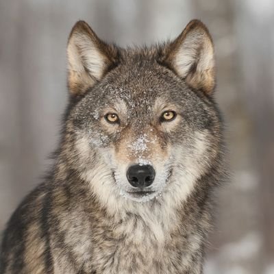 BaiuvariiSoldat's profile picture. Long forgotten son of Bayern | Germanic Pagan | Werwolf
